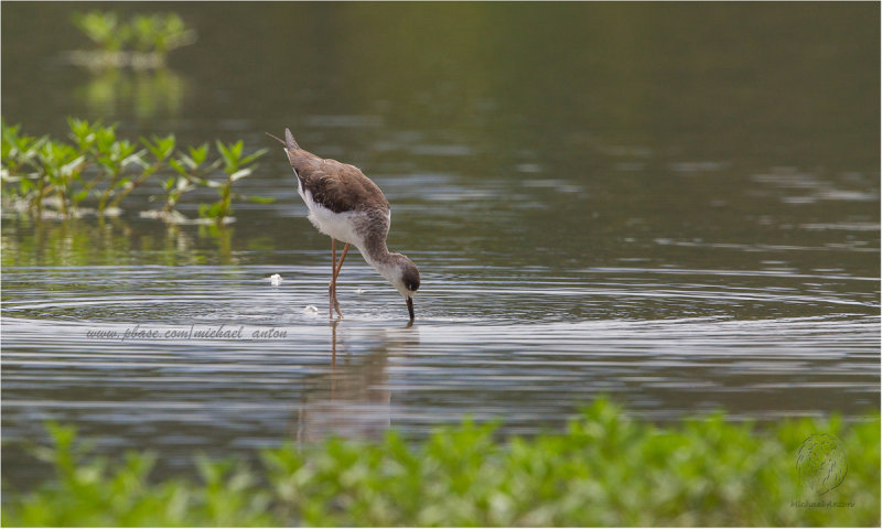 Black Winged Stilt