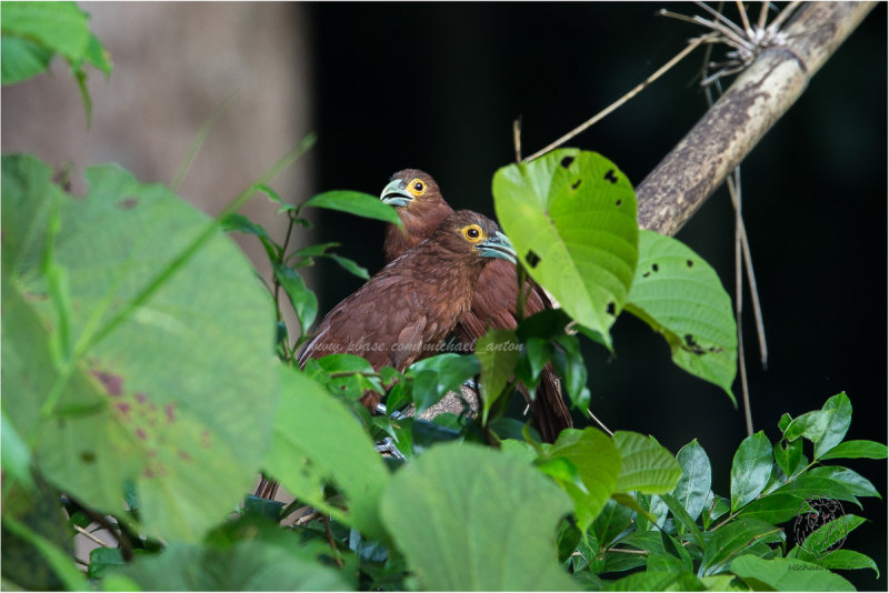 Rufus Coucal <i>(Centropus unirufus)<i/>