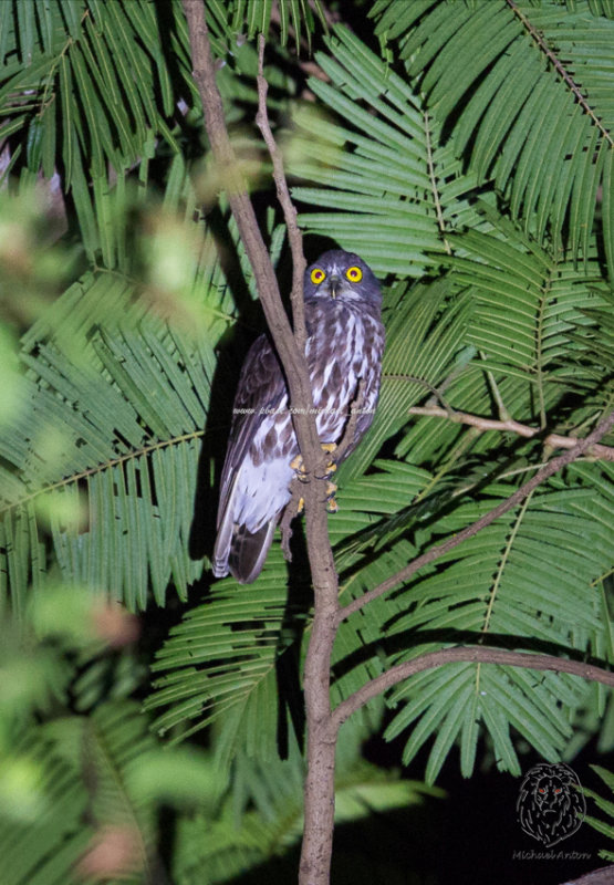 Chocolate Boobook Owl <i>(Ninox randi)<i/>