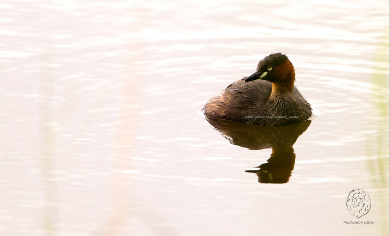 Little Grebe (Tachybaptus ruficollis)