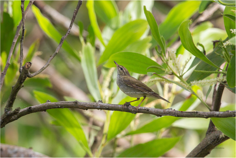 Arctic Warbler <i>( Phylloscopus borealis)<i/>