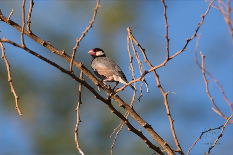Java Sparrow <i> (Padda oryzivora) <i/>