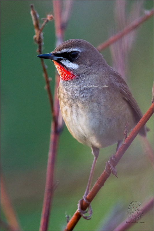 Siberian Rubythroat <i> (Lusciia calliope) <i/> (male)
