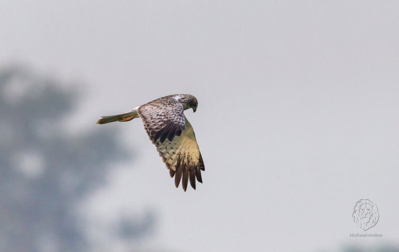 Eastern Marsh-Harrier (male) <i>(Circus spilonotus)<i/> 