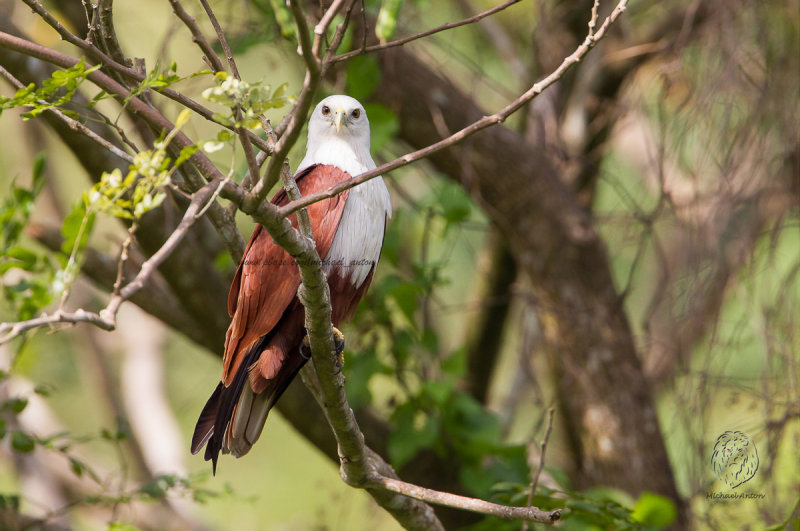 Brahminy Kite <i> ( Haliastur indus ) <i/> 