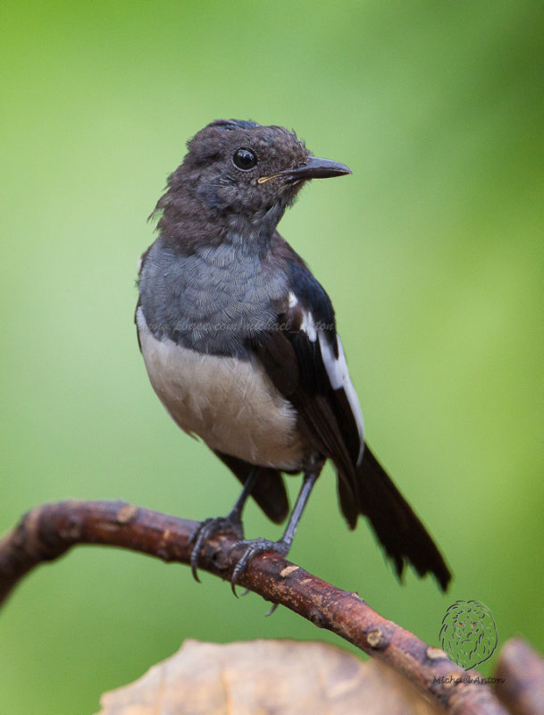 Philippine Magpie-Robin <i>(Copsychus saularis)<i>