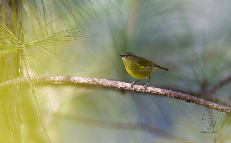 Warbler, Negros Leaf <i>(Phylloscopus nigrorum)<i/>