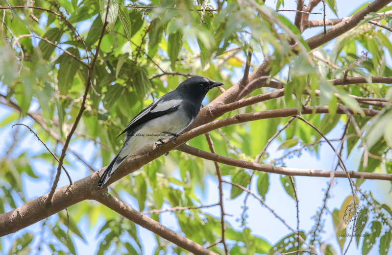 McGregors Cuckoo-shrike <i>(Coracina mcgregori)<i/>