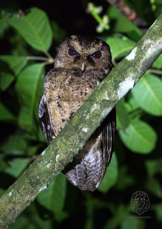 Everetts Scops-Owl <i>(Otus everetti)<i/>