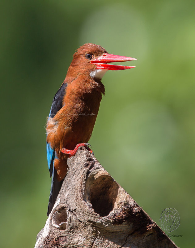 Brown-breasted Kingfisher <i> (Halcyon gularis)<i/>