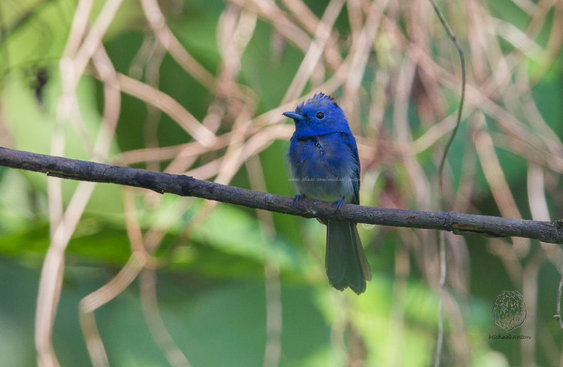 Black-naped Monarch (male) <i>(Hypothymis azurea)<i/>