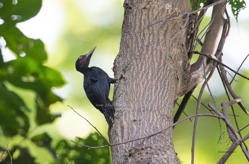 Northern Sooty Woodpecker (male) <i>(Mulleripicus funebris)<i/>