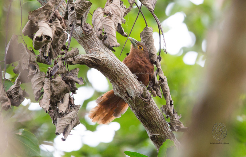 Rufous Coucal <i>(Centropus unirufus)<i/>