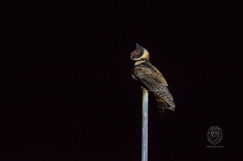 Great-eared Nightjar <i>(Eurostopodus macrotis)<i/>