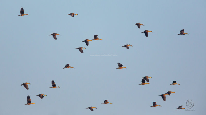 Wandering Whistling-Duck <i>(Dendrocygna arcuata)<i/>
