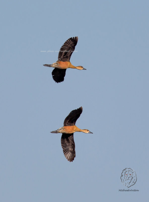 Wandering Whistling-Duck <i>(Dendrocygna arcuata)<i/>