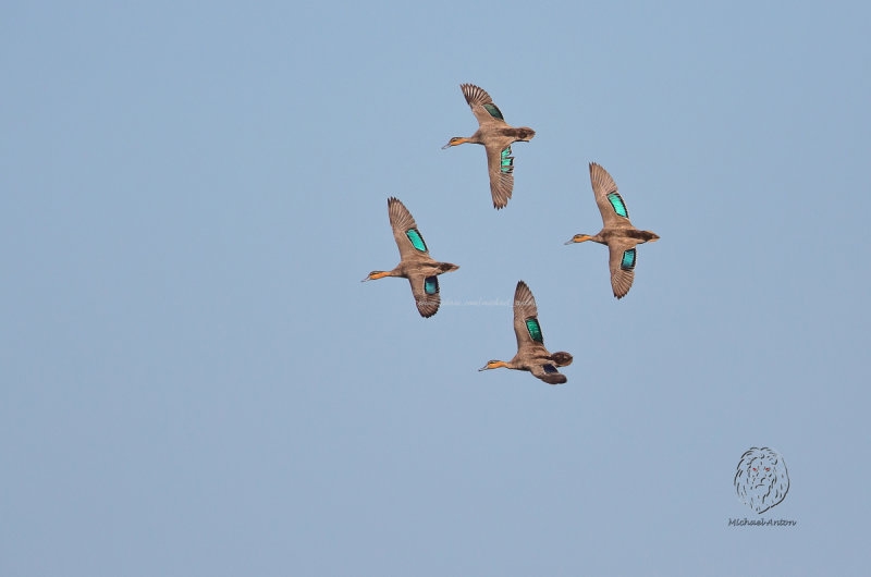Philippine Duck <i>(Anas luzonica)<i/>