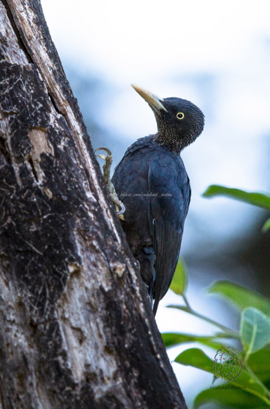 Northern Sooty Woodpecker (female) <i>(Mulleripicus funebris)<i/>