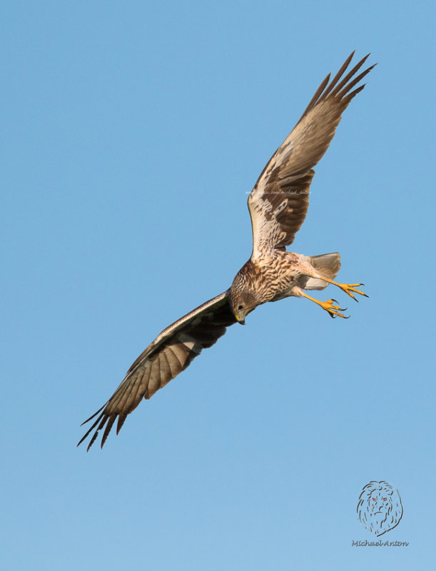 Eastern Marsh-Harrier (female) <i>(Circus spilonotus)<i/>