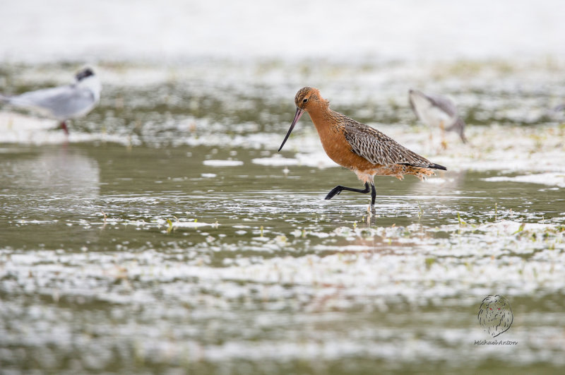 Bar-tailed Godwit <i>(Limosa lapponica)<i/>