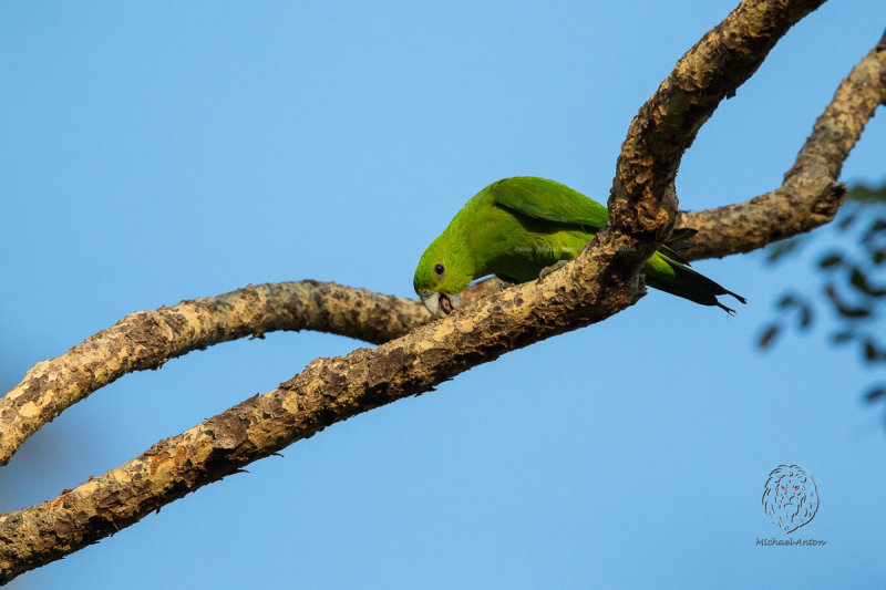Green Racquet-tail <i>(Prioniturus luconensis)<i/>
