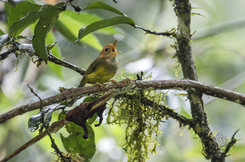 Rufous-headed Tailorbird <i>(Orthotomus heterolaemus)<i/>