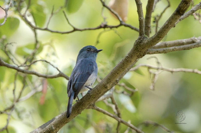 Turquoise Flycatcher <i>(Eumyias panayensis)<i/>