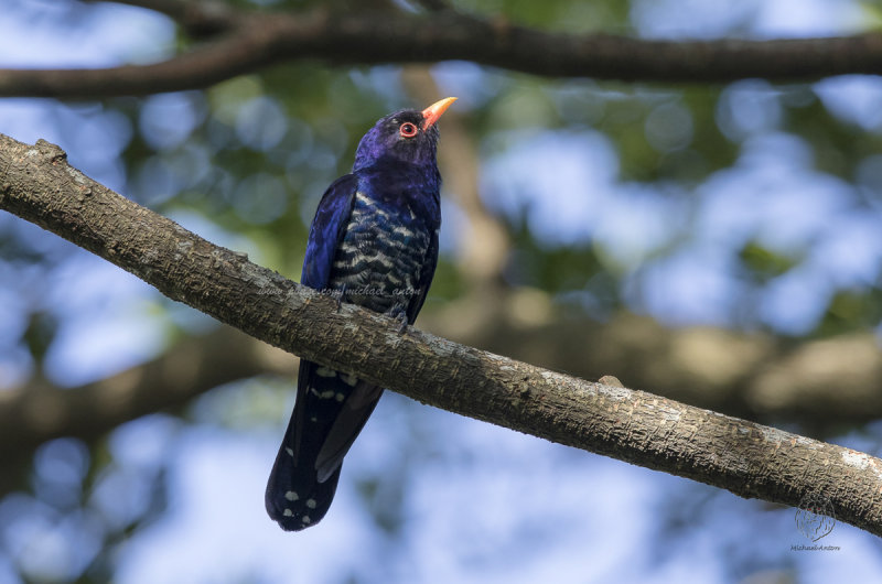 Violet Cuckoo (male)<I>(Chrysococcyx xanthorhynchus)<I/>