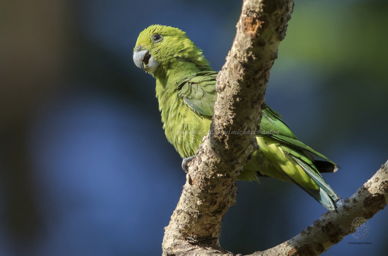 Green Racquet-tail <i>(Prioniturus luconensis)<i/>