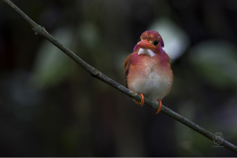 Southern Philippine Dwarf Kingfisher <i>(ceyx mindanensis)<i/>