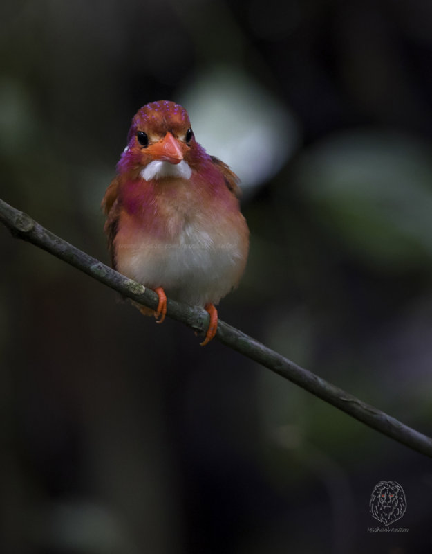 Southern Philippine Dwarf Kingfisher <i>(ceyx mindanensis)<i/>