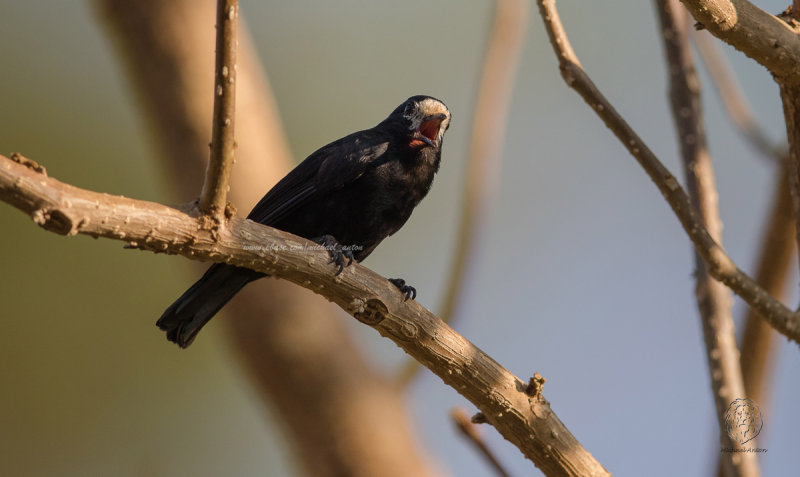 White-fronted Tit <i>(Parus semilarvatus)<i/>