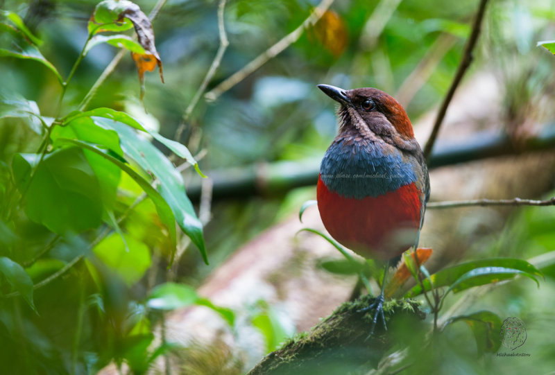 Whiskered Pitta <i>(Pitta kochi)<i/>