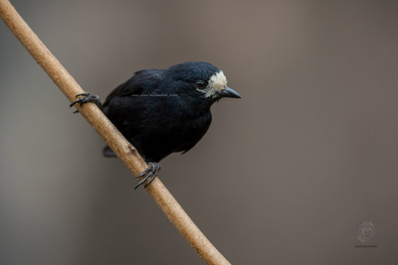 White-fronted Tit <i>(Parus semilarvatus)<i/>