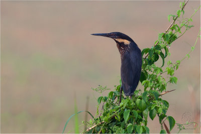 Black Bittern