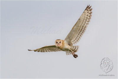 Australasian Grass Owl