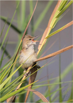 Clamorous Reed Warbler