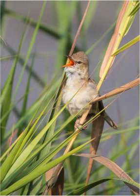 Warbler, Clamorous Reed