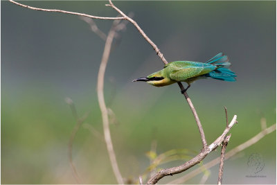 Blue-Tailed Bee-eater (Merops philippinus)