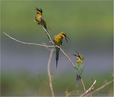 Blue-Tailed Bee-eater (Merops philippinus)