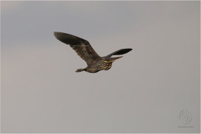 Black Bittern