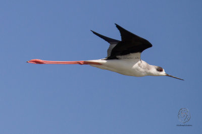 Black Winged Stilt