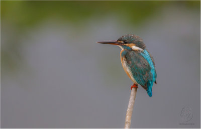 Common Kingfisher