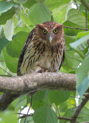 Owl, Philippine Eagle Owl (Bubo philippensis)