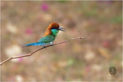 (1) Blue-Throated Bee-eater (FIGHT CLUB)
