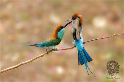 (9) Blue-Throated Bee-eater (FIGHT CLUB)