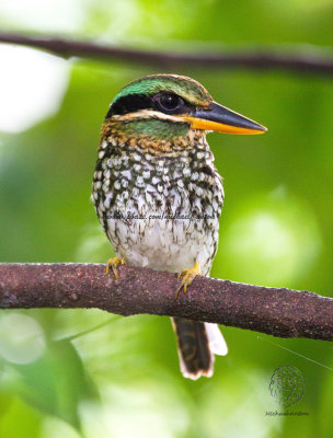 Spotted Wood-Kingfisher (female)