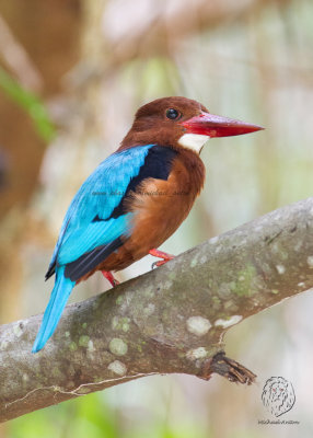 Brown-breasted Kingfisher  (Halcyon gularis)