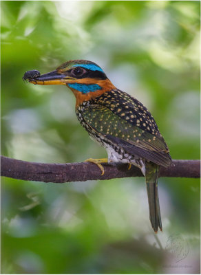 Spotted Wood Kingfisher (male)