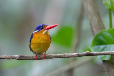 Variable Dwarf Kingfisher